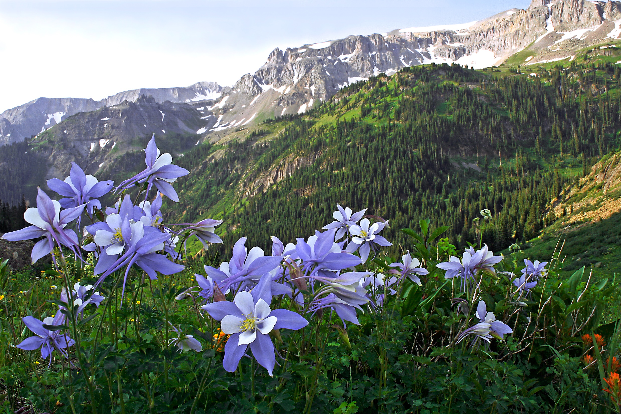 Telluride High Country